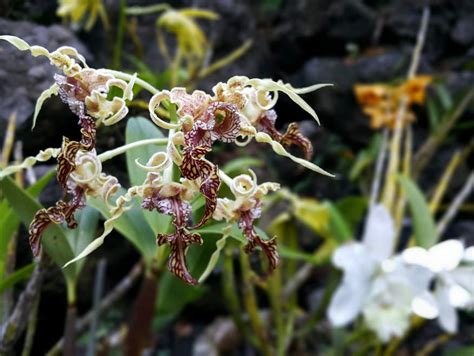 Orchid Gardens at Garden of the Sleeping Giant