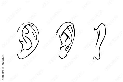 line drawing of the human ear. side view, front, rear Stock Vector ...