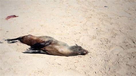 Namibia to cull 86,000 seals - Lebanon News