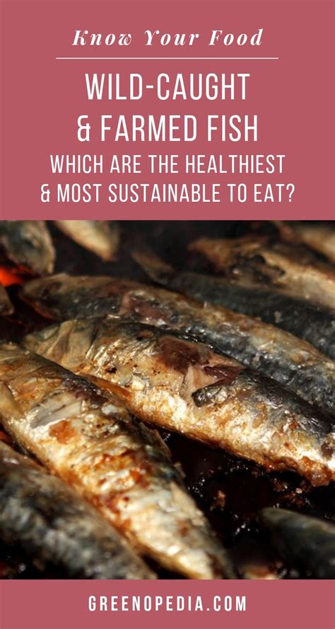 Wild-Caught vs. Farmed Fish: Which are the Healthiest and Most ...