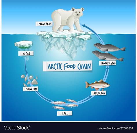 Arctic food chain diagram concept vector image on VectorStock | Food chain diagram, Food chain ...