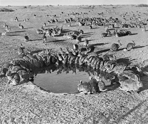 Australian Rabbit Plague: Origins and Environmental Impacts - Soapboxie