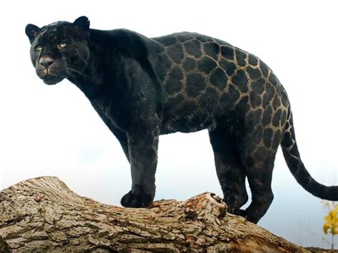 Picture of a beautiful black jaguar a.k.a. black panther (melanistic ...