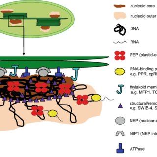 Model for the layered structure of plastid nucleoids. Plastid nucleoids... | Download Scientific ...