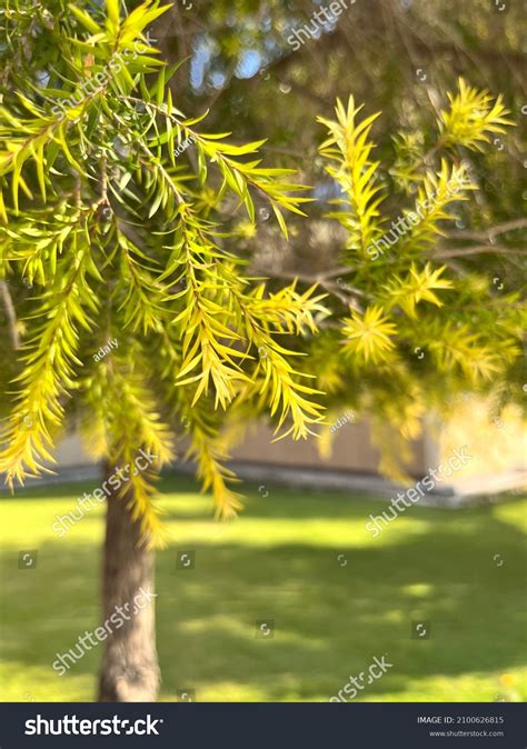 Thornless Chilean Mesquite Tree Macros Leaves Stock Photo 2100626815 | Shutterstock