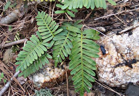 Polypodiaceae : Polypodium polypodiondes - Resurrection Fe… | Flickr