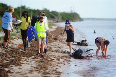 Workers trying to rescue whales those stranded off Florida; up to 20 now in deeper water; | CTV News