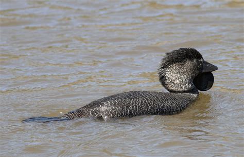 Australian duck says ‘you b*****y fool’ in mating ritual | The Independent