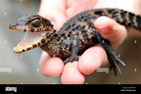 New babies of Cuvier's dwarf caiman are seen in zoo in Dvur Kralove Stock Photo: 60722273 - Alamy