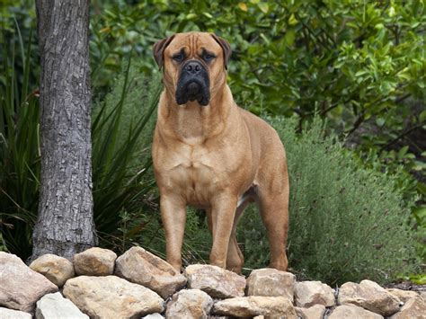 Bullmastiff Dog Breed Information, Images, Characteristics, Health