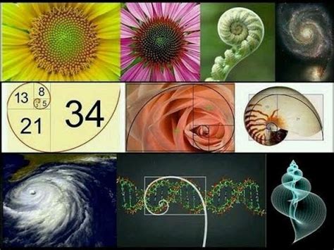 Ancient Knowledge Pt 2 Fibonacci Sequence, Golden Ratio, Phi in Nature, DNA, Fingerprint of God ...