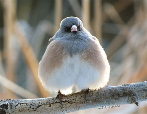 19 best Birds images on Pinterest | Fat, Little birds and Small birds