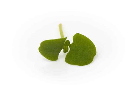 Basil Green - Edible Garnishes