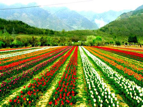 Jammu and Kashmir’s Tulip Garden in full bloom to welcome tourists ...