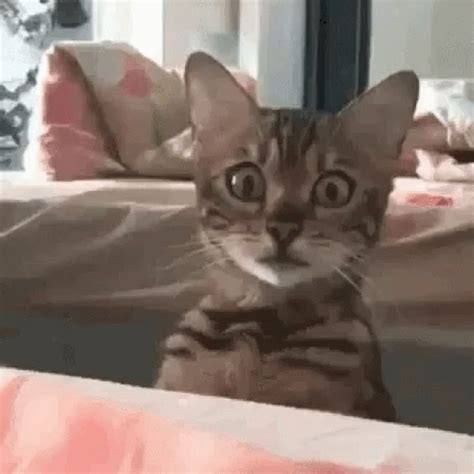 Cute Cat GIF - Cute Cat Peep - Discover & Share GIFs