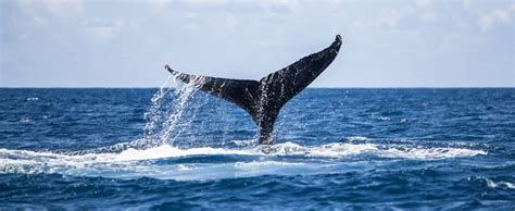 Maui Whale Watching Tours - Hawaii Discount