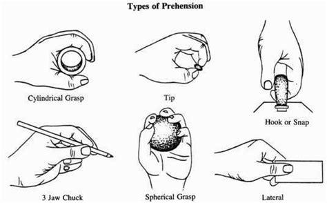 Image result for three jaw grasp | Nbcot exam, Occupational therapy ...