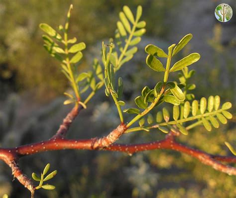 Bursera microphylla, elephant tree | Wild Sonora