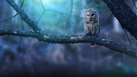 1920x1080 Owl Nature Forest Laptop Full HD 1080P ,HD 4k Wallpapers,Images,Backgrounds,Photos and ...