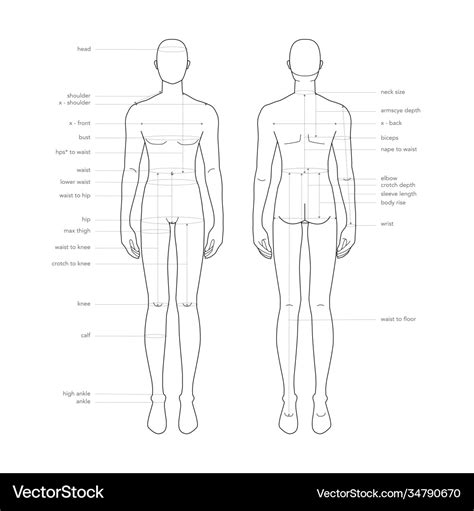 Men body parts terminology measurements Royalty Free Vector