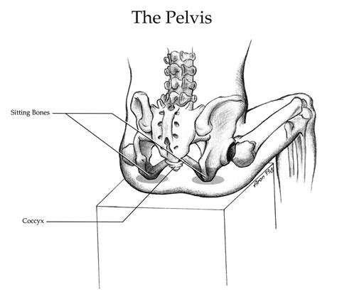 Back Bone Shape : Different pelvic shapes and what they mean for your ...