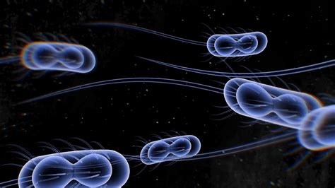 Abstract Animation Of Bacteria Cells With Stock Motion Graphics SBV-313696368 - Storyblocks