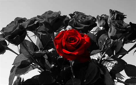 Top 999+ Black Rose Wallpaper Full HD, 4K Free to Use