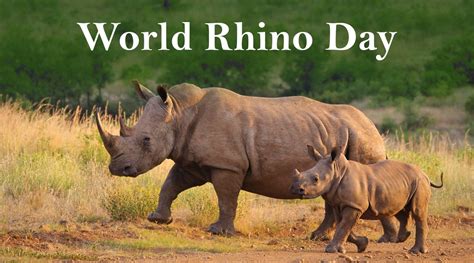 World Rhino Day 2020 Date, History and Significance: Know Everything About the Day Dedicated to ...