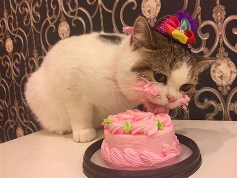 This Cat Eating A Cake On His Birthday Is Hilariously Adorable | Bored ...