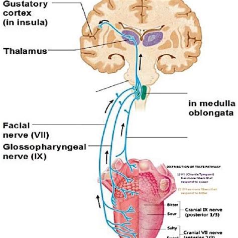 (PDF) Ageusia, Hyposmia, Dizziness and Tinnitus as Presenting Symptoms of Multiple Sclerosis