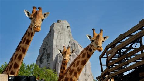 Reopened Paris zoo stresses animals' well-being and conservation