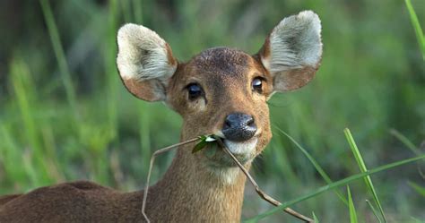 Types of Deer: A Deer Species List from Around the World - World Deer