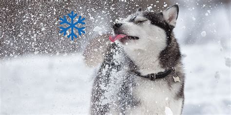 Laisser son animal à l’extérieur l’hiver : c’est possible ? - Biocanina