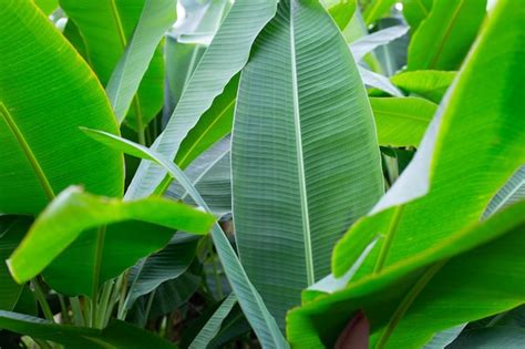 Premium Photo | Green leaves of banana tree