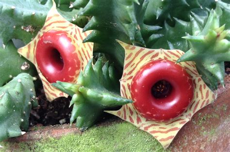 Life Saver Plant (Huernia zebrina) - Buy it Now!