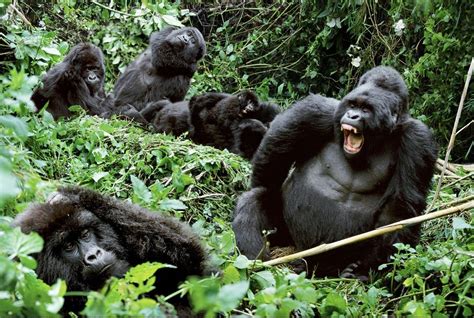 8-Day 3X Gorilla Tracking – Uganda – Rwanda in Kampala, Uganda