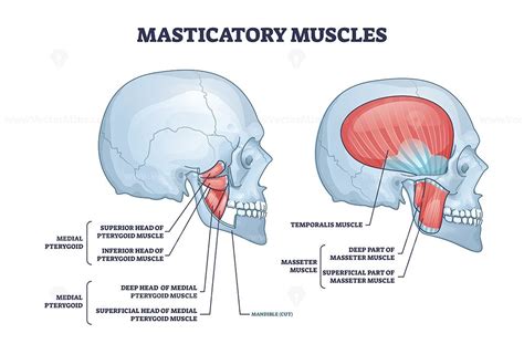 Masticatory muscles and cheek bones muscular system anatomy outline ...