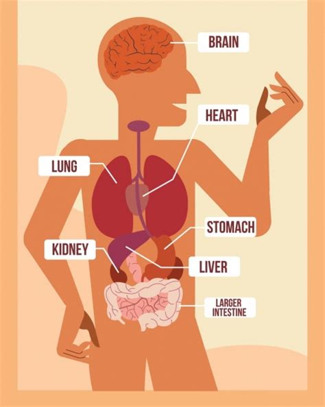 Biology science background human body organ icons Vectors graphic art designs in editable .ai ...