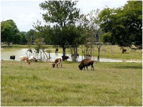 Tupelo Buffalo Park (MS): Address, Phone Number, Nature & Wildlife Area Reviews - TripAdvisor