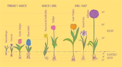 Spring Bulbs Planting Guide - Garden Plant