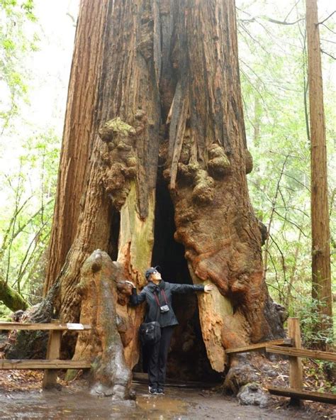 9 Reasons Muir Woods Redwoods Should Be Visited Today | Muir woods ...