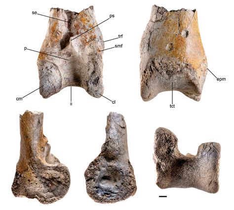 Fossil of Huge Terror Bird Offers New Information About Wildlife in South America 12 Million ...