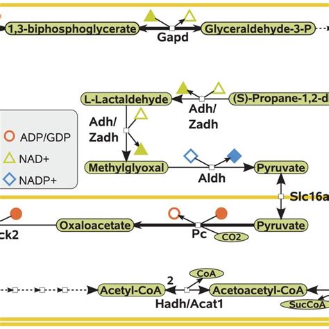 Gluconeogenic energy efficiency and glucose storage efficiency ...