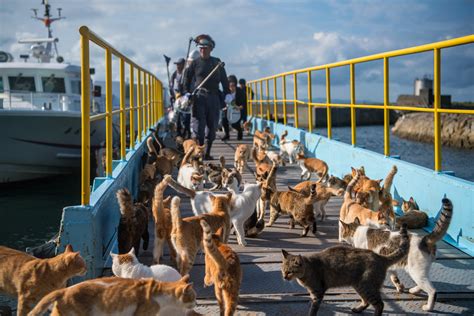 This Cat Island in Japan Is a Feline Fan's Dream Come True