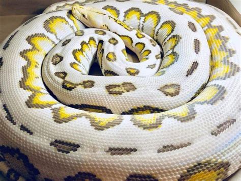 Mochino Motley Sunfire Jaguar Retic | Cute reptiles, Reticulated python, Reticulated python morphs