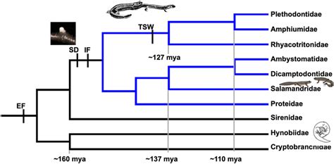 Phylogeny of salamander families with key evolutionary transitions... | Download Scientific Diagram