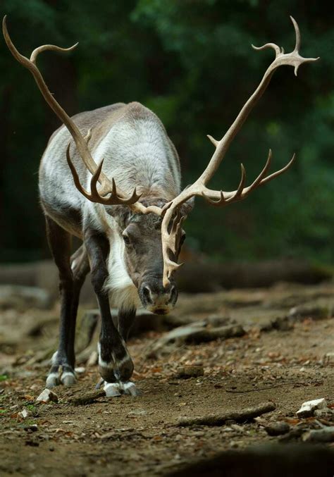 Elk Antlers Stock Photos, Images and Backgrounds for Free Download