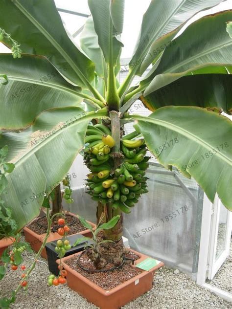 Approx 8-10 quality fresh seeds Grow this Brazilian Mini Banana Tree ...