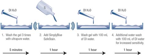 Coomassie Blue Gel and Membrane Stains | Thermo Fisher Scientific - US