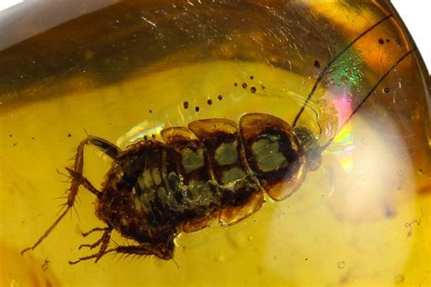 5.6mm Fossil Cockroach (Ectobiidae) In Amber - Myanmar For Sale ...